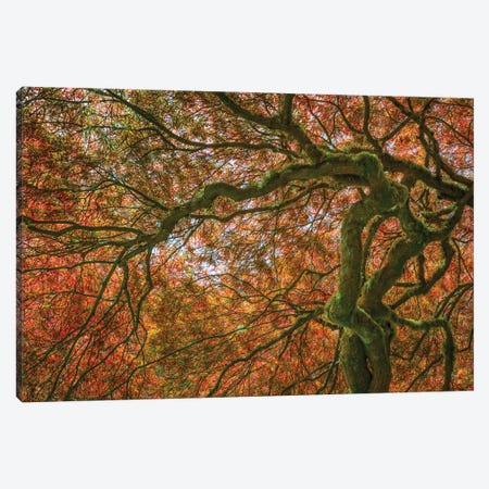 USA, Washington State, Bainbridge Island. Japanese maple tree close-up. Canvas Print #JYG166} by Jaynes Gallery Canvas Print