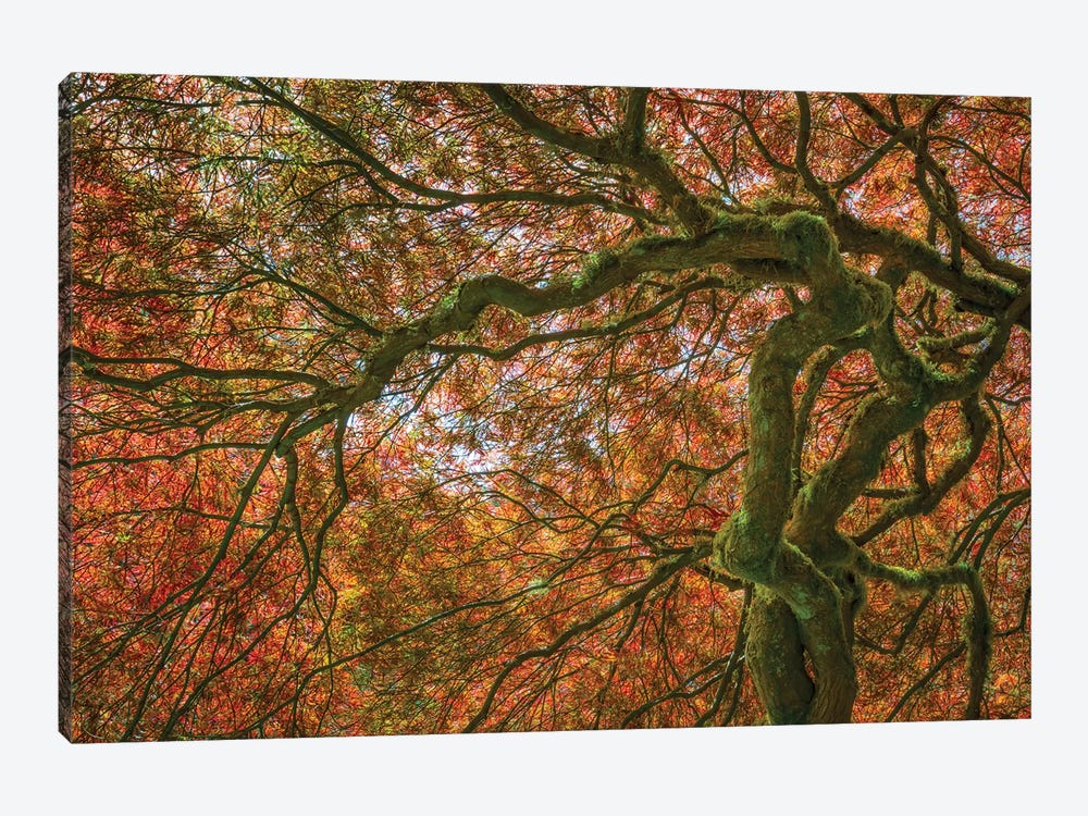 USA, Washington State, Bainbridge Island. Japanese maple tree close-up. 1-piece Art Print
