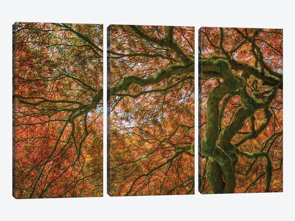 USA, Washington State, Bainbridge Island. Japanese maple tree close-up. by Jaynes Gallery 3-piece Canvas Art Print