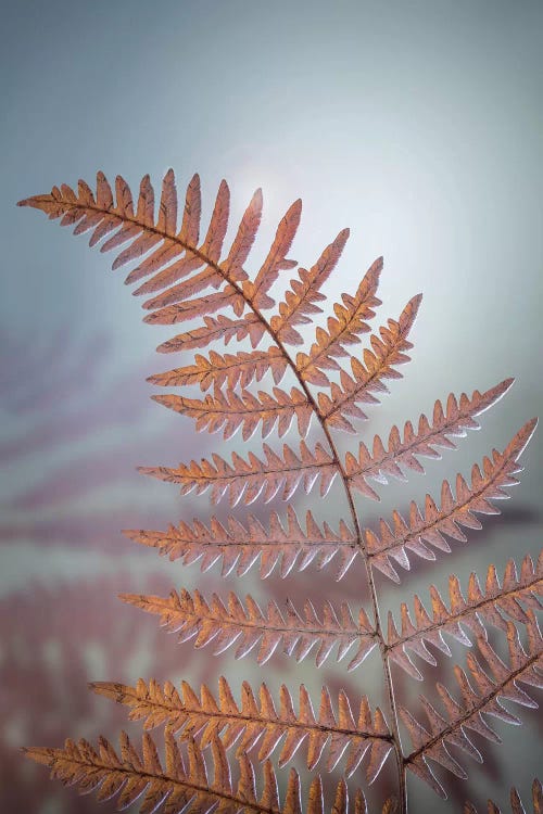 USA, Washington State, Kitsap County. Bracken fern in winter.