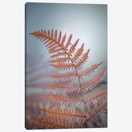 USA, Washington State, Kitsap County. Bracken fern in winter. Canvas Print #JYG169} by Jaynes Gallery Canvas Wall Art