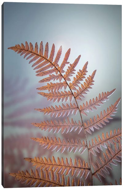 USA, Washington State, Kitsap County. Bracken fern in winter. Canvas Art Print - Fern Art