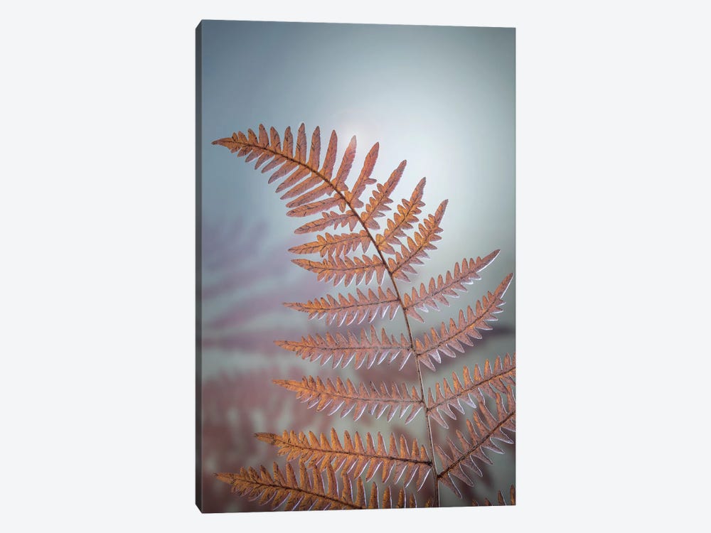 USA, Washington State, Kitsap County. Bracken fern in winter. by Jaynes Gallery 1-piece Canvas Art