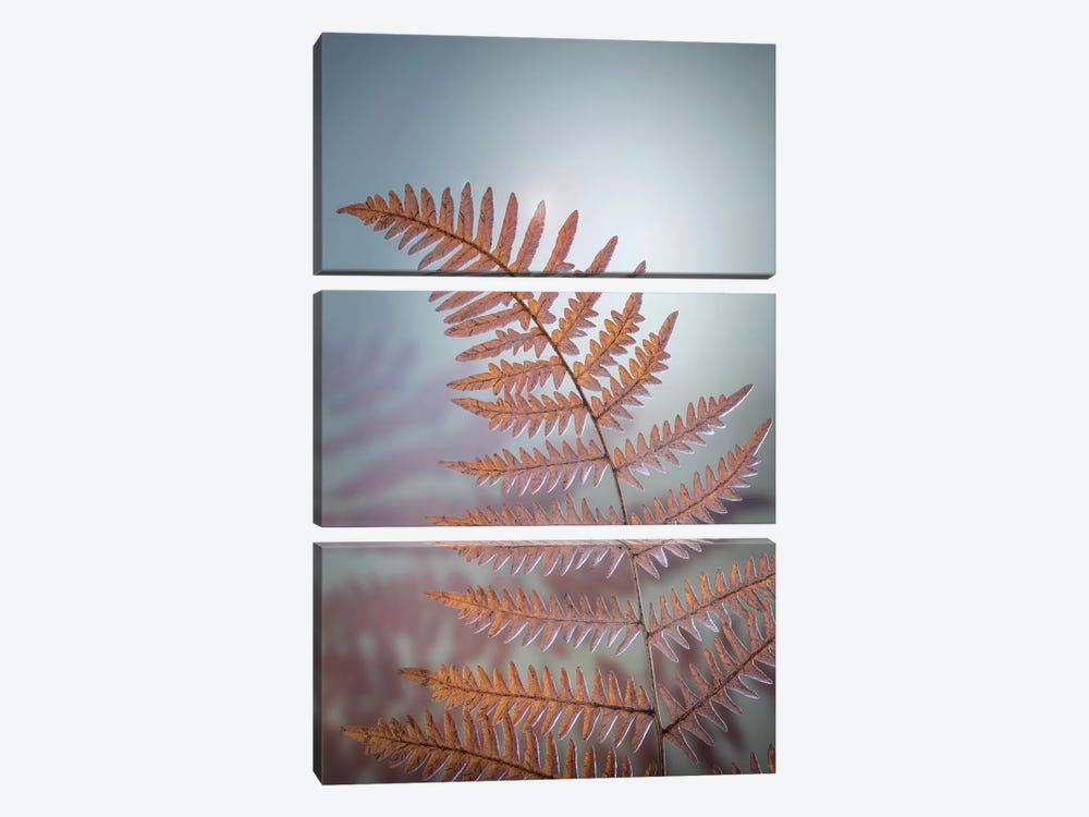 USA, Washington State, Kitsap County. Bracken fern in winter. by Jaynes Gallery 3-piece Canvas Wall Art