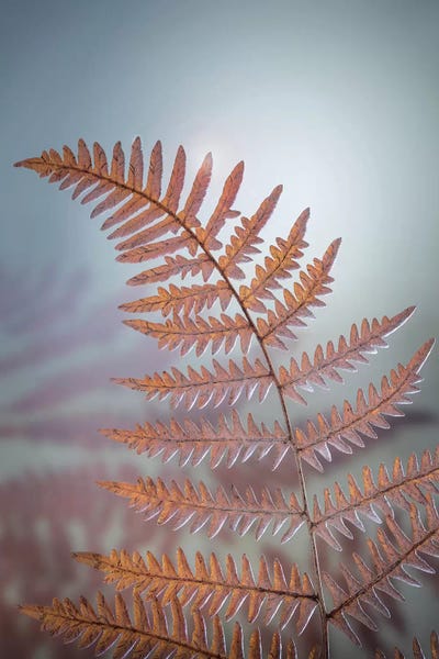 Washington: USA, Washington State, Kitsap County. Bracken fern in winter. by Jaynes Gallery