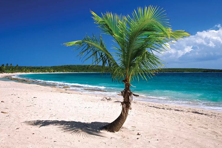 Caribbean, Puerto Rico, Vieques. Lone coconut palm on Red Beach.