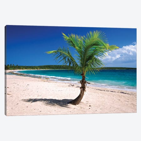 Caribbean, Puerto Rico, Vieques. Lone coconut palm on Red Beach. Canvas Print #JYG16} by Jaynes Gallery Canvas Wall Art