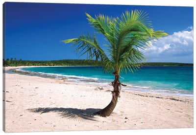 Caribbean, Puerto Rico, Vieques. Lone coconut palm on Red Beach. Canvas Art Print - Jaynes Gallery