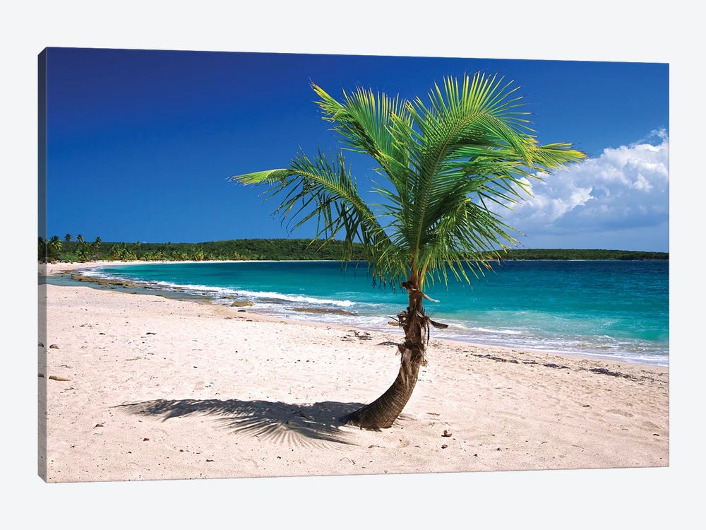 Caribbean, Puerto Rico, Vieques. Lone coconut palm on Red Beach. by Jaynes Gallery 1-piece Canvas Wall Art