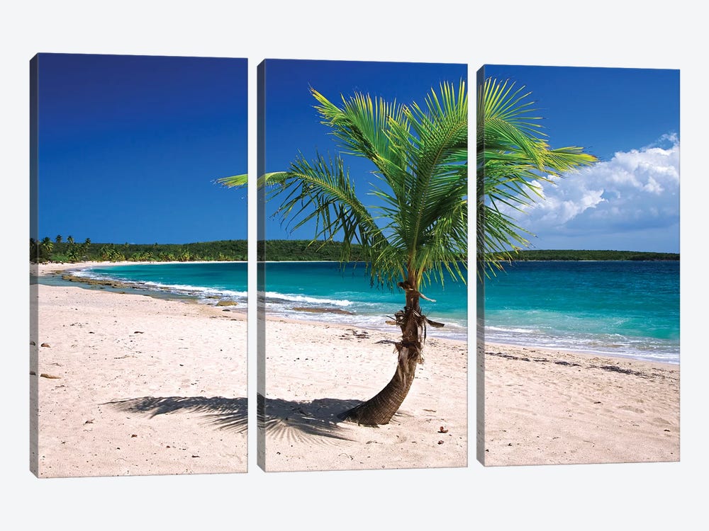 Caribbean, Puerto Rico, Vieques. Lone coconut palm on Red Beach. by Jaynes Gallery 3-piece Canvas Art