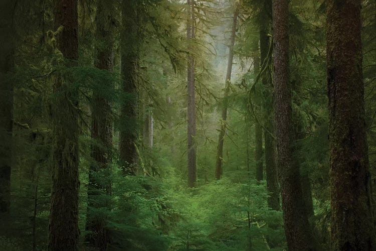 USA, Washington State, Olympic National Park. Western hemlock trees in rainforest.