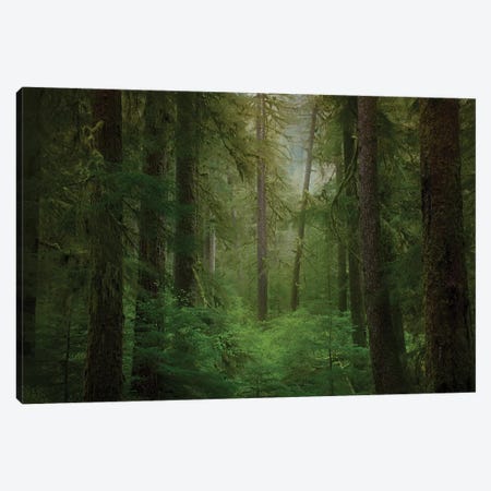 USA, Washington State, Olympic National Park. Western hemlock trees in rainforest. Canvas Print #JYG172} by Jaynes Gallery Canvas Print