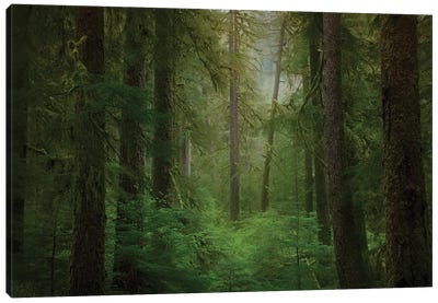USA, Washington State, Olympic National Park. Western hemlock trees in rainforest. Canvas Art Print - Washington Art
