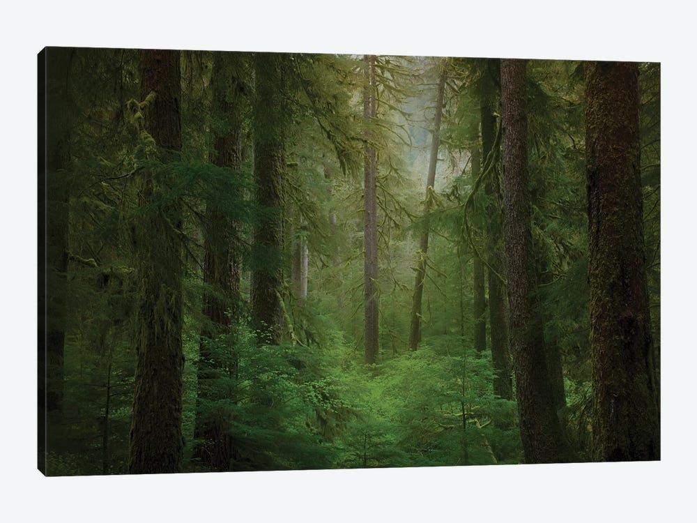USA, Washington State, Olympic National Park. Western hemlock trees in rainforest. by Jaynes Gallery 1-piece Canvas Wall Art