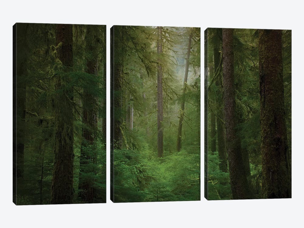USA, Washington State, Olympic National Park. Western hemlock trees in rainforest. by Jaynes Gallery 3-piece Canvas Artwork