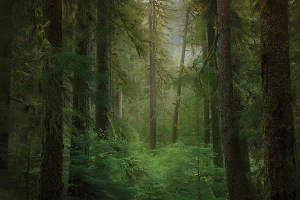 Western hemlock trees in rainforest. USA, Washington State, Olympic National Park.