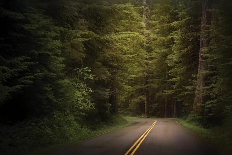 USA, Washington State, Olympic National Park. Western hemlock trees line road.