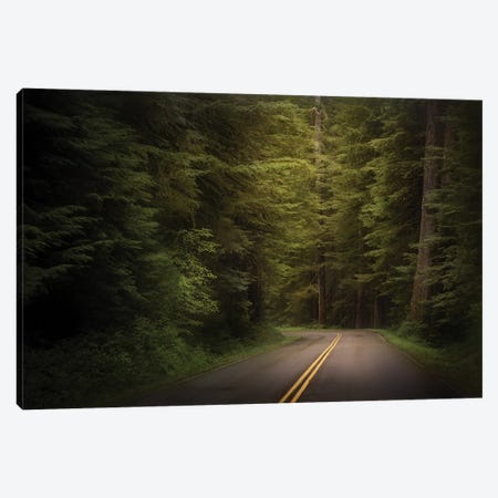 USA, Washington State, Olympic National Park. Western hemlock trees line road. Canvas Print #JYG173} by Jaynes Gallery Canvas Print
