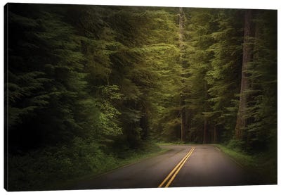 USA, Washington State, Olympic National Park. Western hemlock trees line road. Canvas Art Print