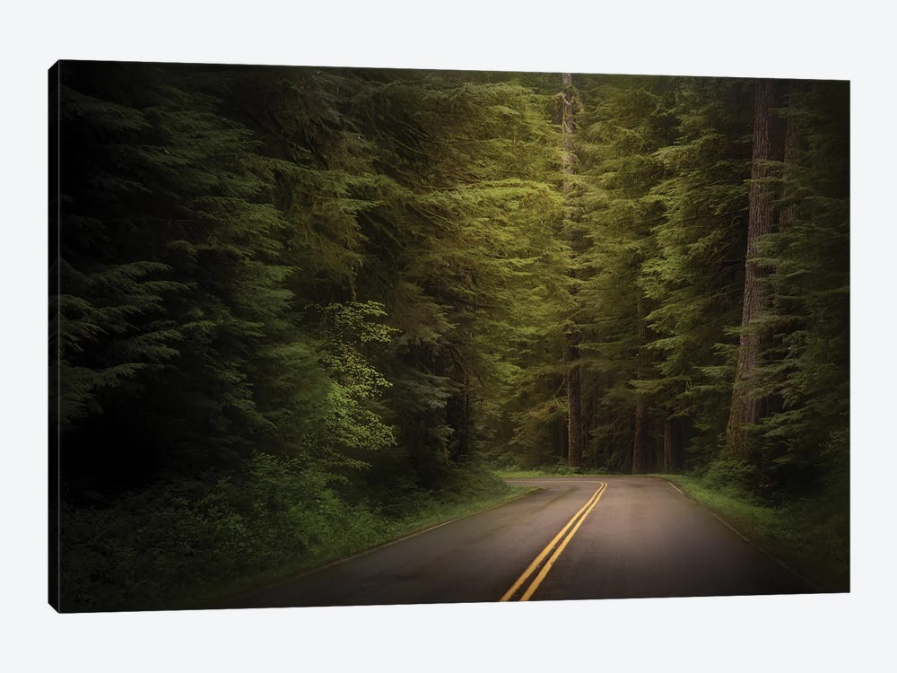 USA, Washington State, Olympic National Park. Western hemlock trees line road. by Jaynes Gallery 1-piece Canvas Print