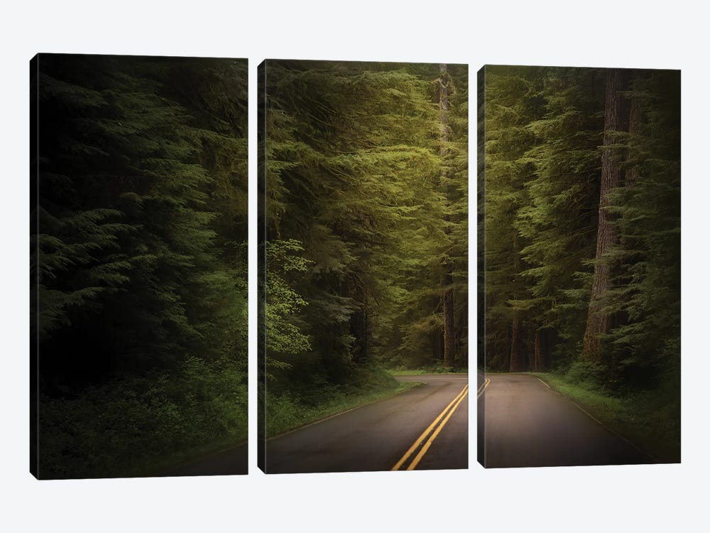 USA, Washington State, Olympic National Park. Western hemlock trees line road. by Jaynes Gallery 3-piece Canvas Art Print