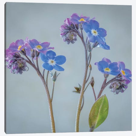 USA, Washington State, Seabeck of forget-me-not flowers. Canvas Print #JYG174} by Jaynes Gallery Canvas Wall Art