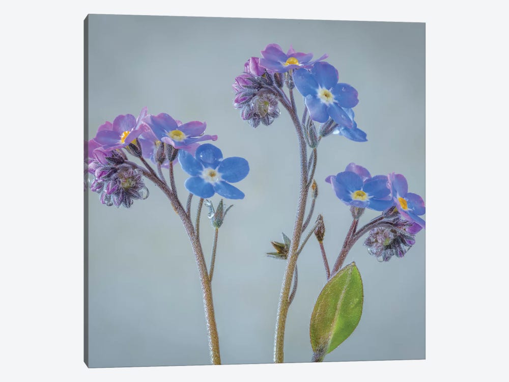 USA, Washington State, Seabeck of forget-me-not flowers. by Jaynes Gallery 1-piece Canvas Art