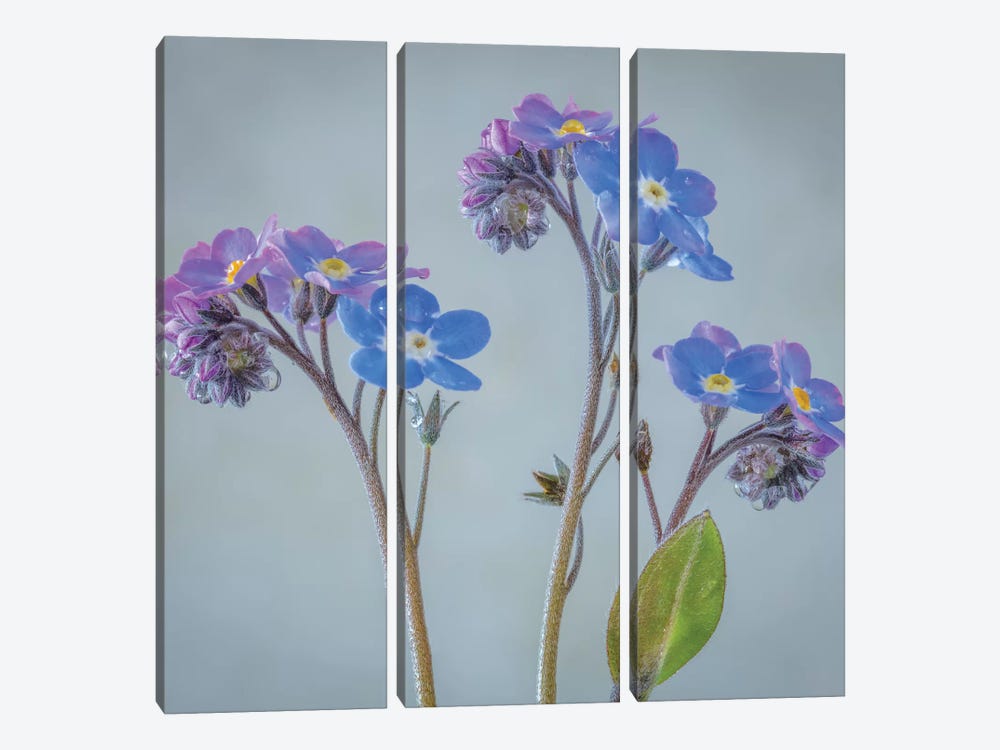 USA, Washington State, Seabeck of forget-me-not flowers. by Jaynes Gallery 3-piece Canvas Artwork