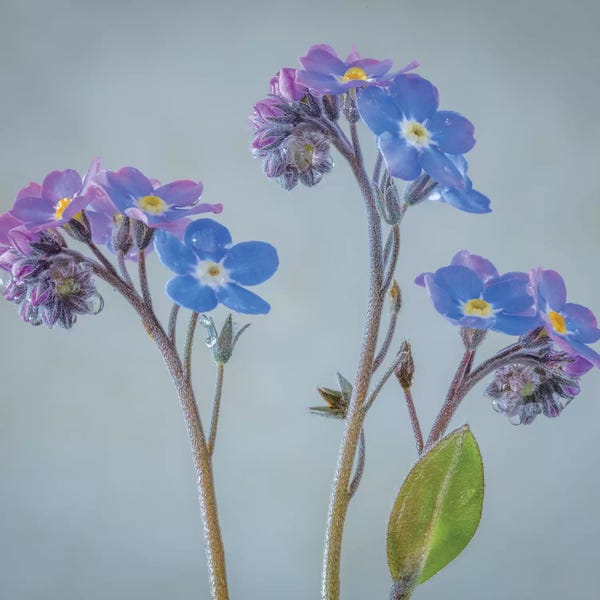 Washington: USA, Washington State, Seabeck of forget-me-not flowers. by Jaynes Gallery
