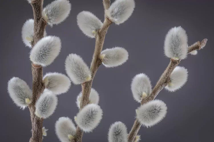 USA, Washington State, Seabeck of pussy willows I