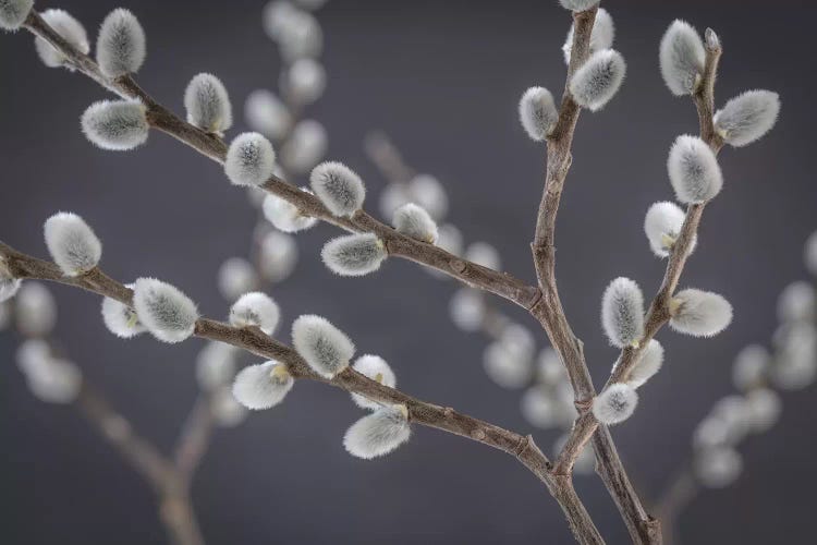 USA, Washington State, Seabeck of pussy willows II