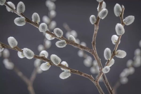 Washington: USA, Washington State, Seabeck of pussy willows II by Jaynes Gallery