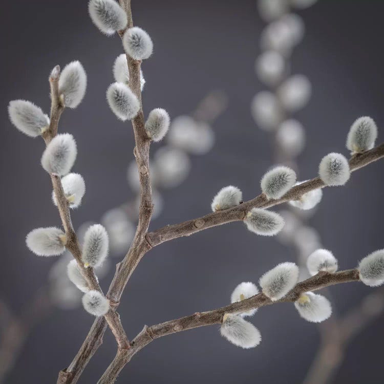 USA, Washington State, Seabeck of pussy willows III