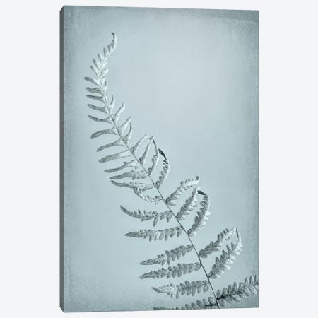 USA, Washington State, Seabeck. Bracken fern abstract. Canvas Print #JYG178} by Jaynes Gallery Canvas Art Print