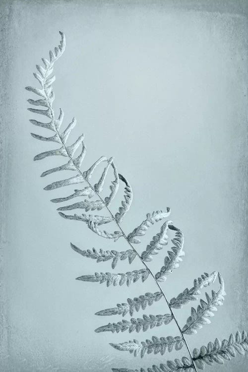 USA, Washington State, Seabeck. Bracken fern abstract.