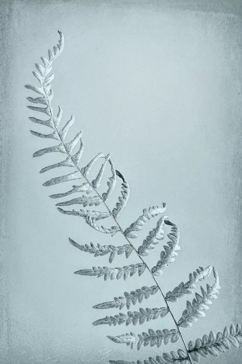 USA, Washington State, Seabeck. Bracken fern abstract. by Jaynes Gallery wall art