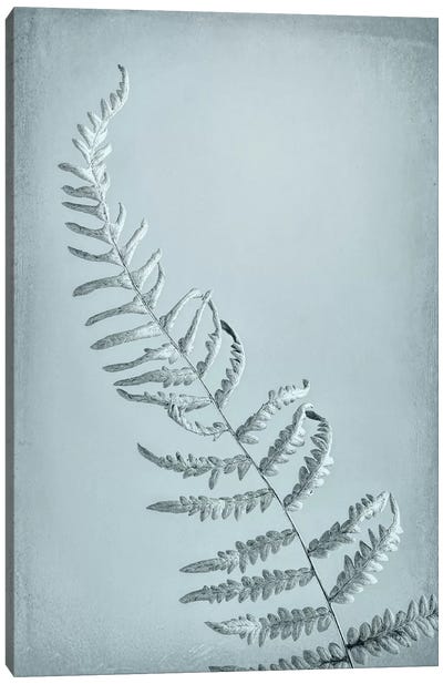 USA, Washington State, Seabeck. Bracken fern abstract. Canvas Art Print - Fern Art