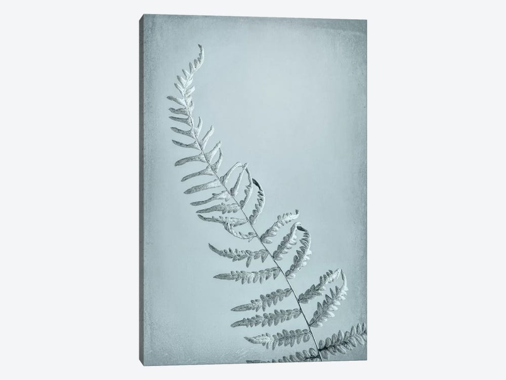 USA, Washington State, Seabeck. Bracken fern abstract. by Jaynes Gallery 1-piece Canvas Art