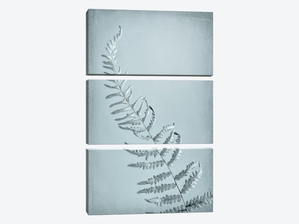 USA, Washington State, Seabeck. Bracken fern abstract. by Jaynes Gallery 3-piece Canvas Art