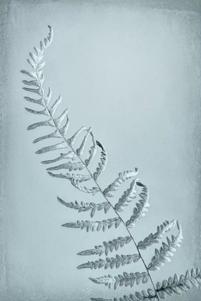 Jaynes Gallery: USA, Washington State, Seabeck. Bracken fern abstract. by Jaynes Gallery