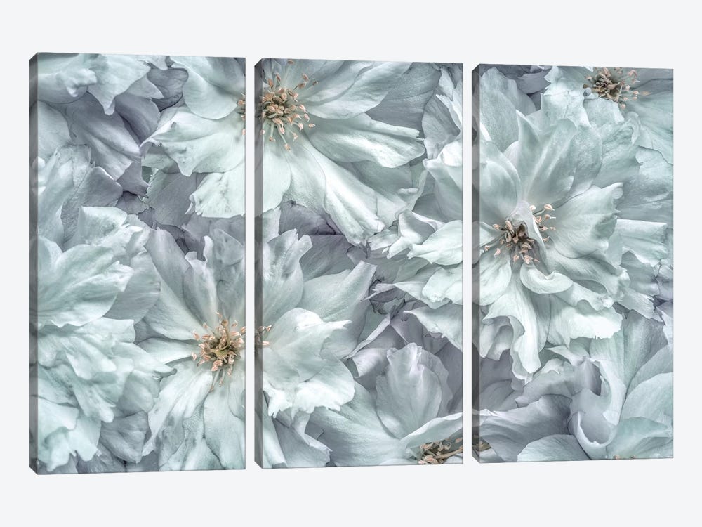 USA, Washington State, Seabeck. Cherry blossoms abstract. by Jaynes Gallery 3-piece Canvas Art