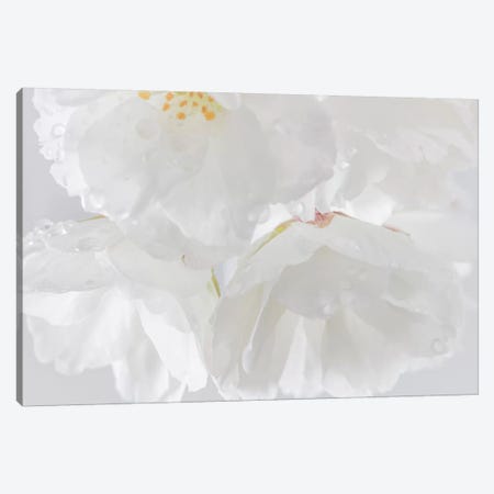USA, Washington State, Seabeck. Cherry blossoms close-up. Canvas Print #JYG182} by Jaynes Gallery Canvas Wall Art