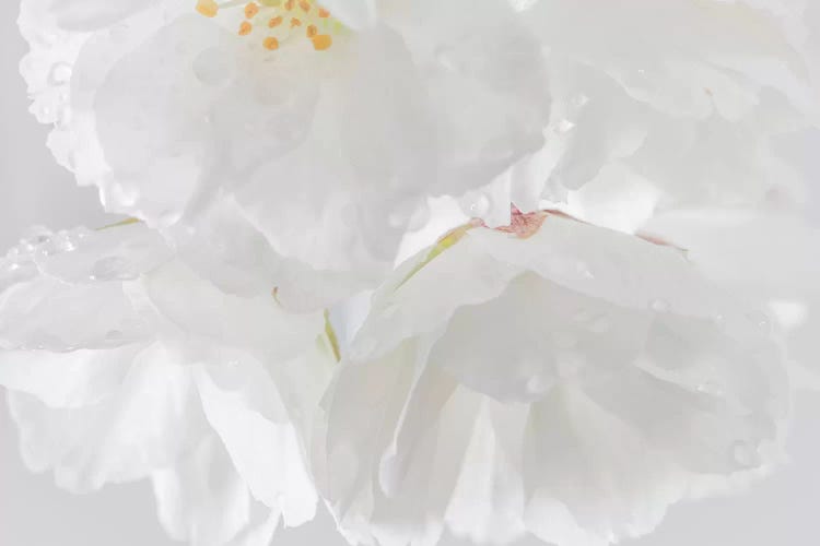 USA, Washington State, Seabeck. Cherry blossoms close-up.