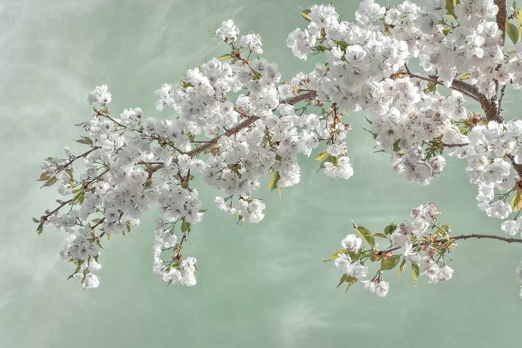 USA, Washington State, Seabeck. Cherry tree blossoms in spring. by Jaynes Gallery wall art