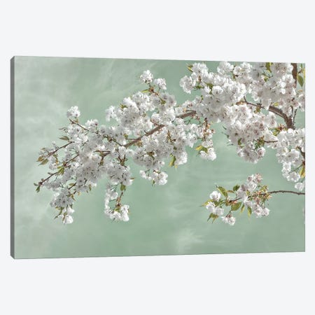 USA, Washington State, Seabeck. Cherry tree blossoms in spring. Canvas Print #JYG183} by Jaynes Gallery Canvas Wall Art