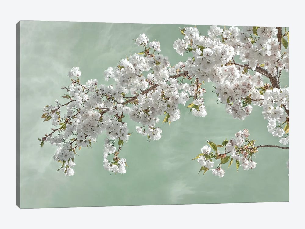 USA, Washington State, Seabeck. Cherry tree blossoms in spring. by Jaynes Gallery 1-piece Canvas Artwork