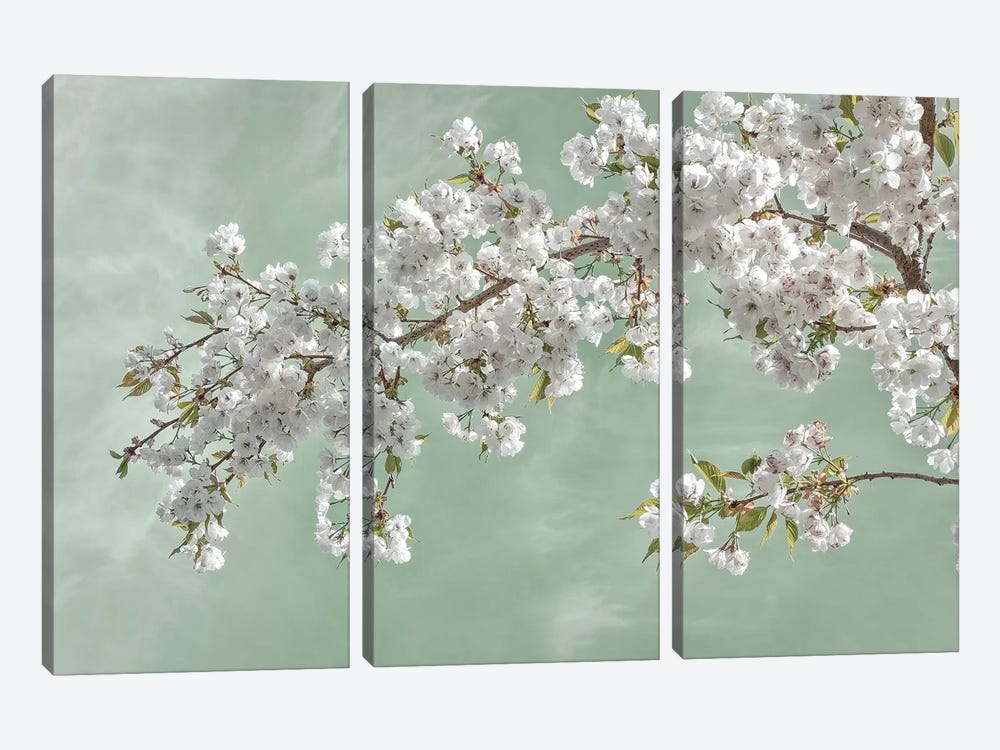 USA, Washington State, Seabeck. Cherry tree blossoms in spring. by Jaynes Gallery 3-piece Canvas Wall Art