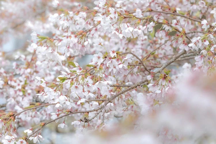 USA, Washington State, Seabeck. Cherry tree blossoms.