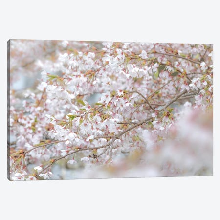 USA, Washington State, Seabeck. Cherry tree blossoms. Canvas Print #JYG184} by Jaynes Gallery Canvas Art Print