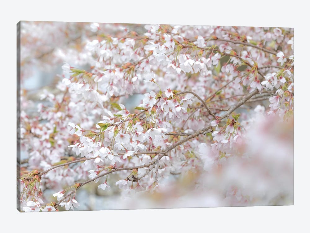 USA, Washington State, Seabeck. Cherry tree blossoms. by Jaynes Gallery 1-piece Art Print